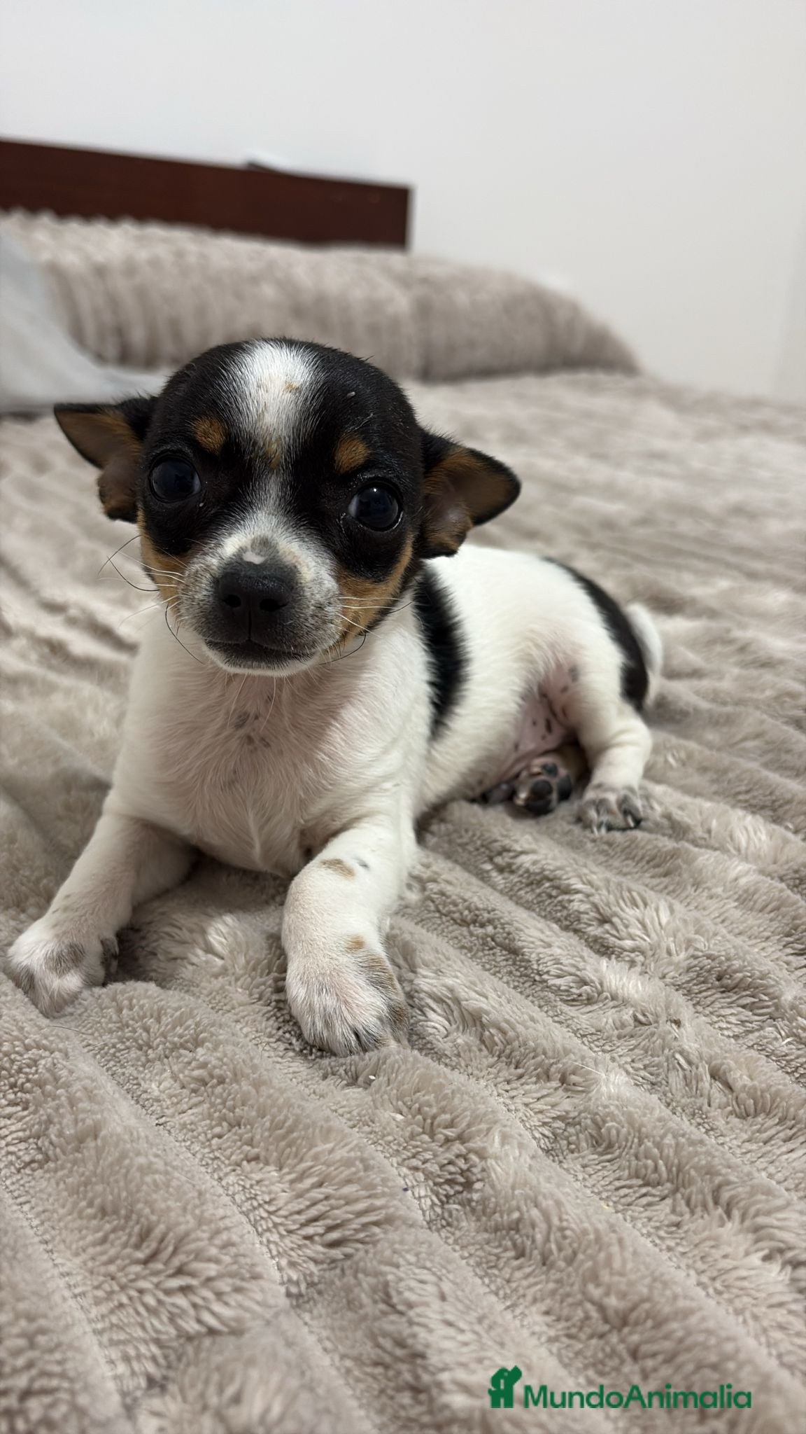 Chihuahua perros Chihuahua - Anuncio 1