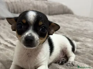 Chihuahua perros Chihuahua - Anuncio 1