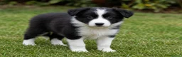 Border Collie perros en venta: Bordell collin De Máxima Calidad - Anuncio 2