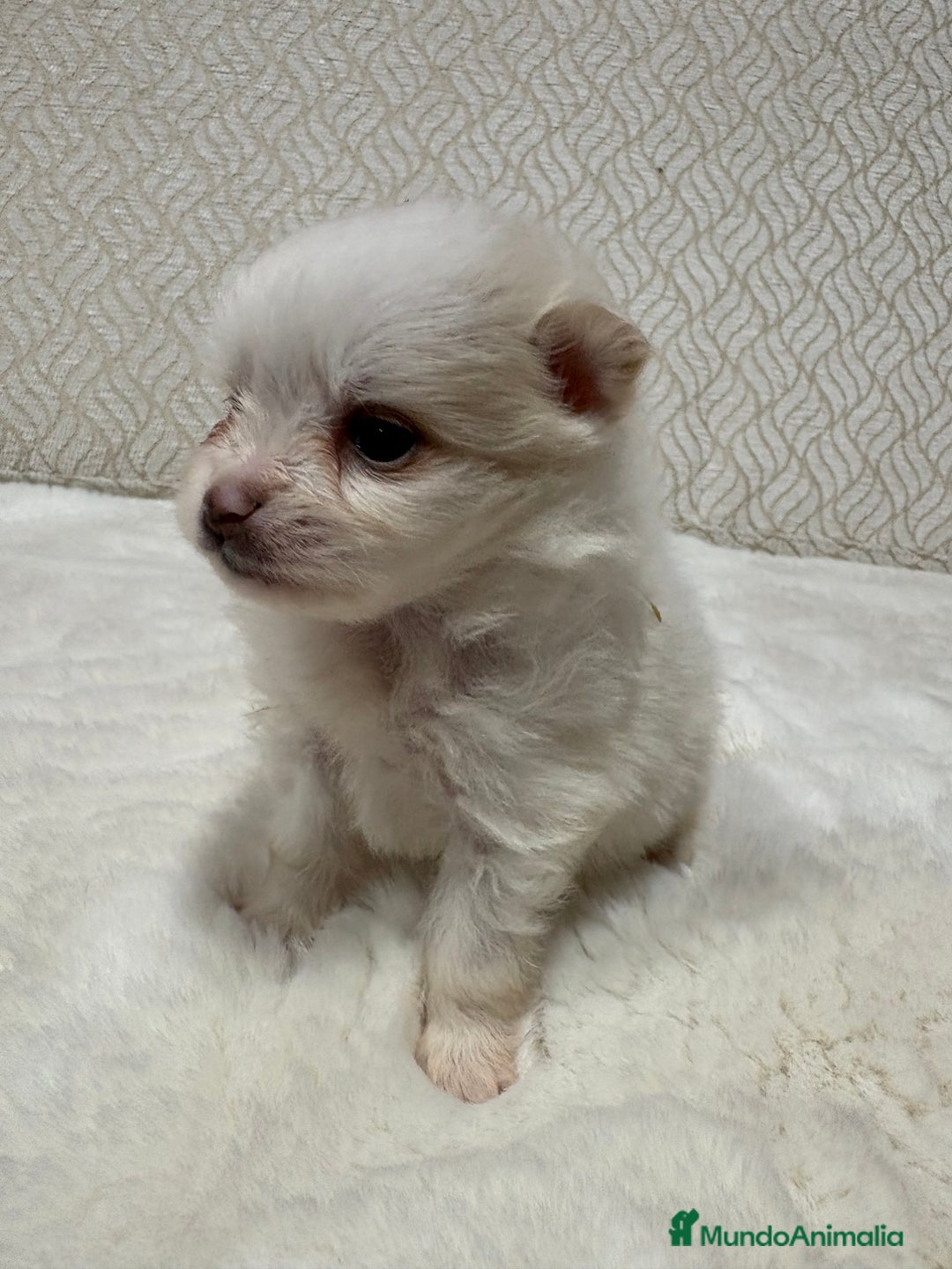 Pomerania perros en venta: Lulu Pomerania Toy hembra naranja blanca  - Anuncio 10