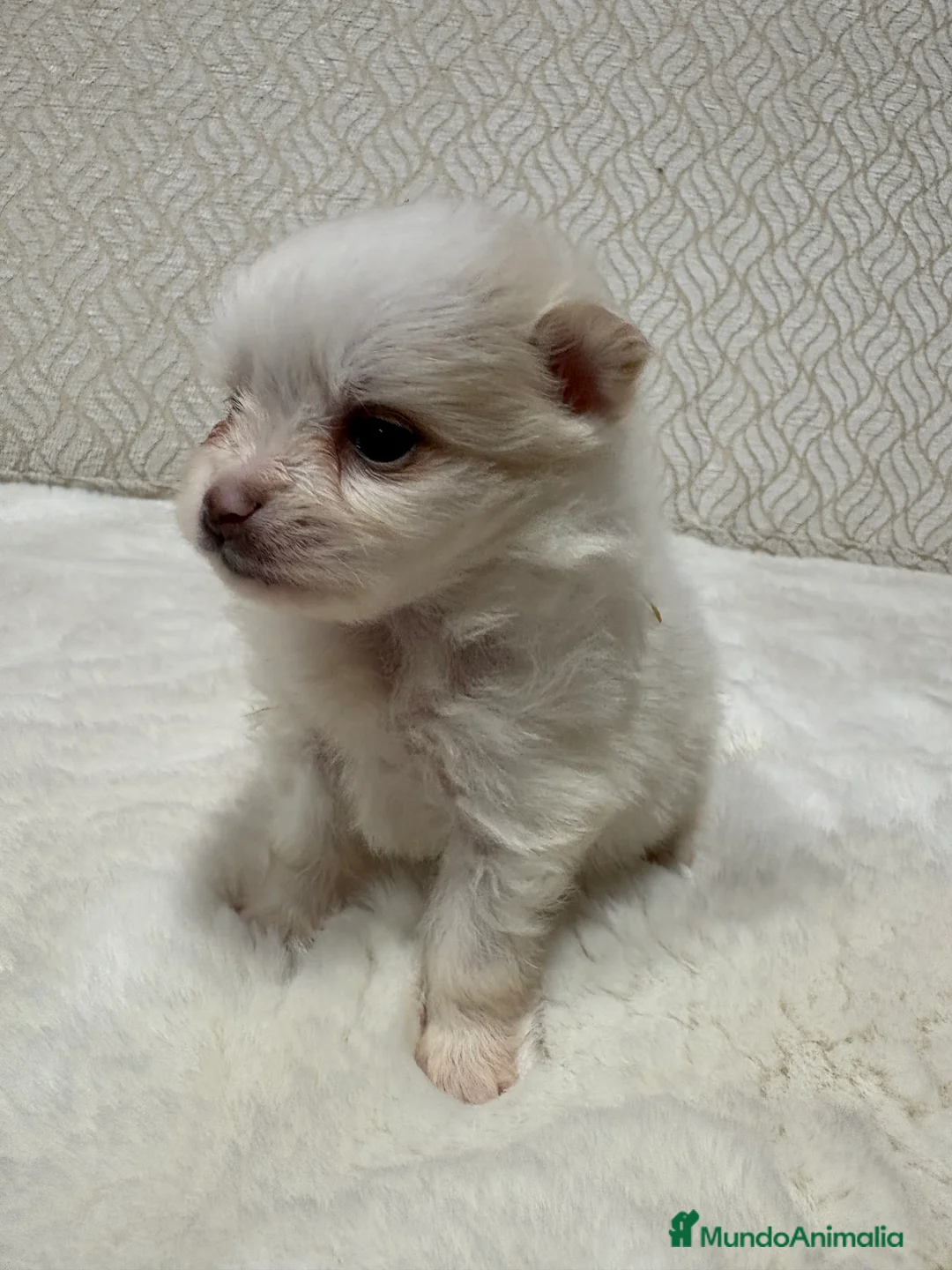 Pomerania perros en venta: Lulu Pomerania Toy hembra naranja blanca  - Anuncio 10