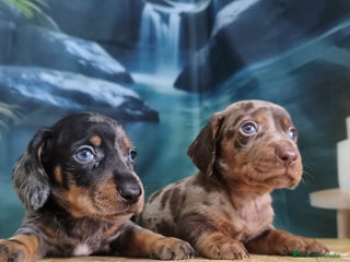 Teckel Miniatura perros - Anuncio 1