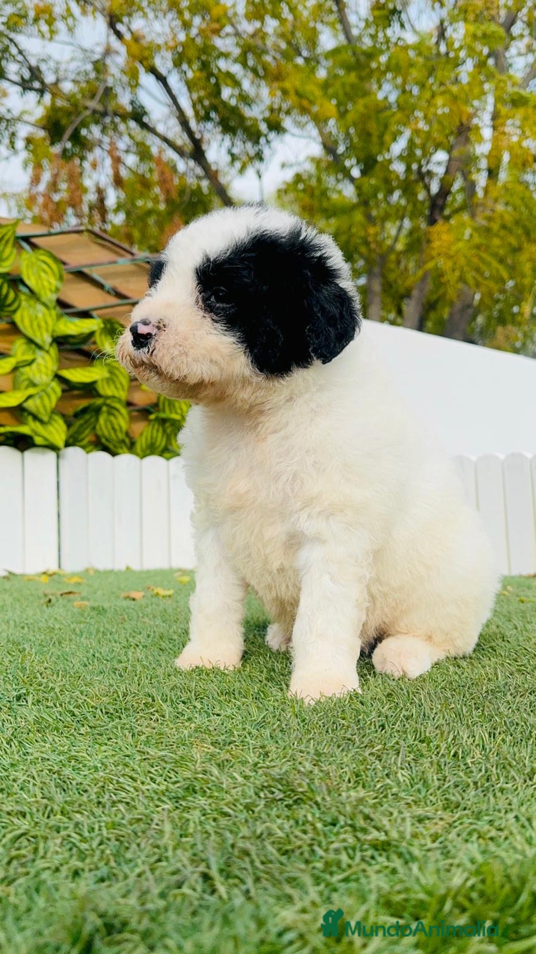 Perro de Agua Español perros en venta: PERRO DE AGUA ESPAÑOL - Anuncio 5