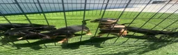 Pinscher Miniatura perros en venta: CAMADA DE MINI PINSCHER NEGRO FUEGO - Anuncio 2