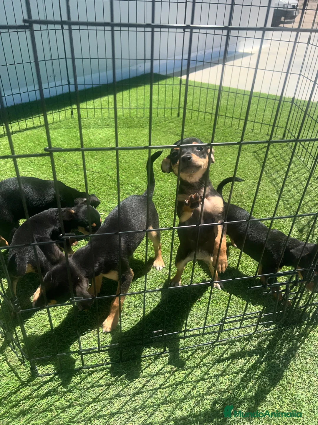 Pinscher Miniatura perros en venta: CAMADA DE MINI PINSCHER NEGRO FUEGO - Anuncio 2