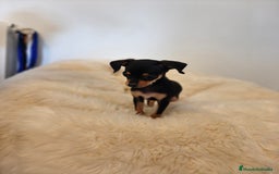 Pinscher Miniatura perros en venta: Mini pincher - Imagen 3