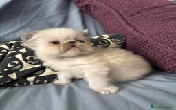 Persa gatos en venta: Persas en Jerez  - Imagen 3