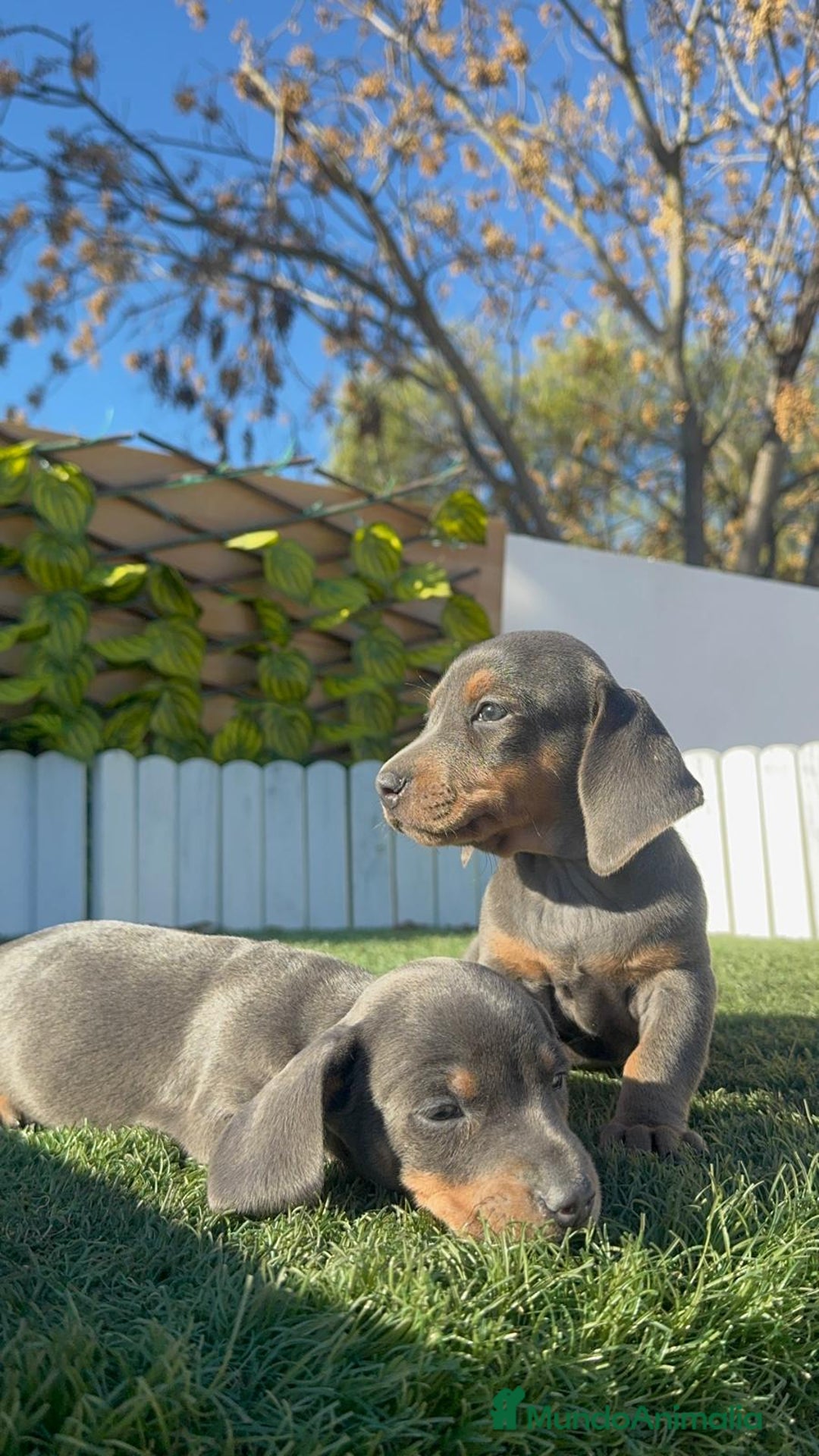 Teckel Miniatura perros en venta: TECKEL MINIATURA BLUE AND TAN - Anuncio 18