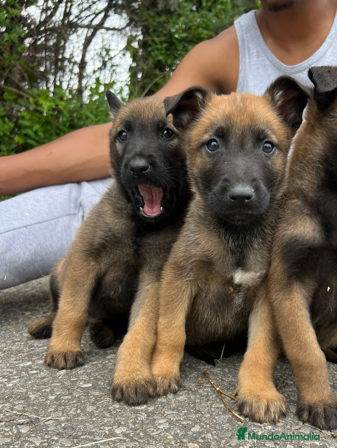 Pastor Belga Malinois perros en venta: Pastor belga malinois  - Anuncio 9