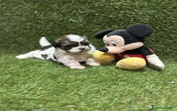 Shih Tzu perros en venta: Shih tzu  - Anuncio 3