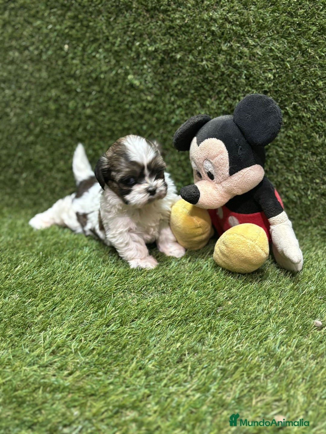 Shih Tzu perros en venta: Shih tzu  - Anuncio 3