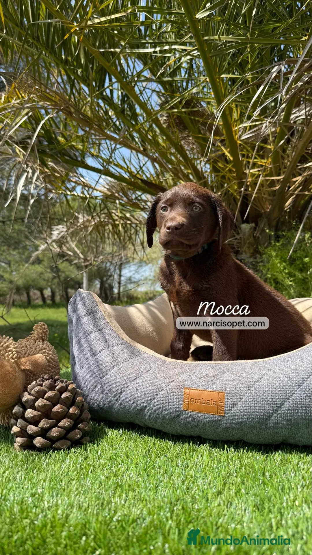 Labrador Retriever perros en venta: LABRADOR CHOCOLATE HEMBRA en Asturias - Anuncio 3