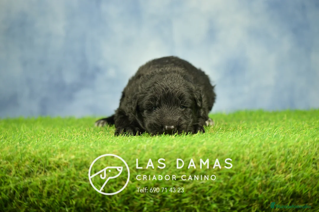 Pastor Alemán perros en venta: Pastor alemán pelo largo - Anuncio 4