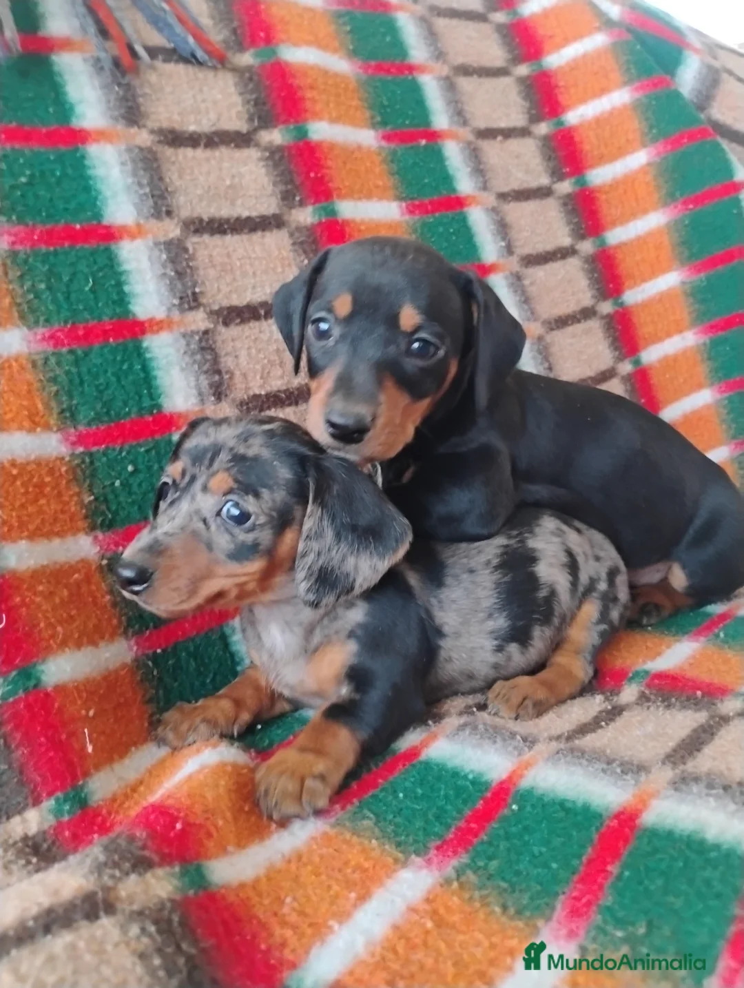 Teckel Miniatura perros en venta: Cachorra teckel arlequín plata  - Anuncio 2