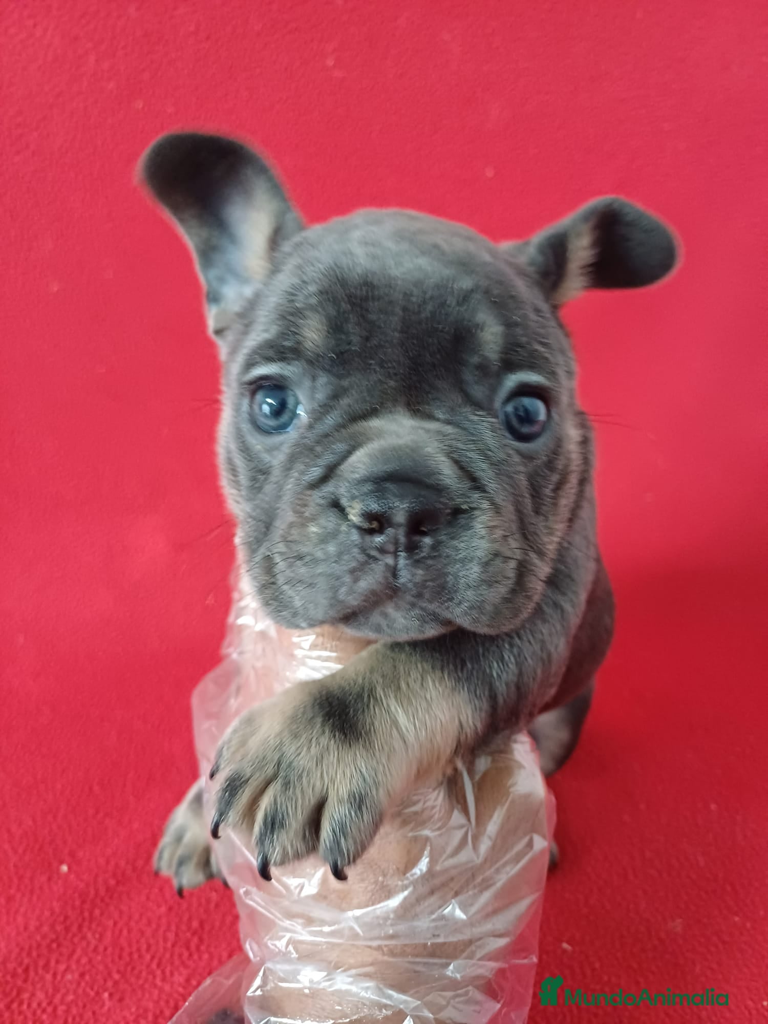 Bulldog Francés perros Bulldog Francés Blue Tan  - Anuncio 1