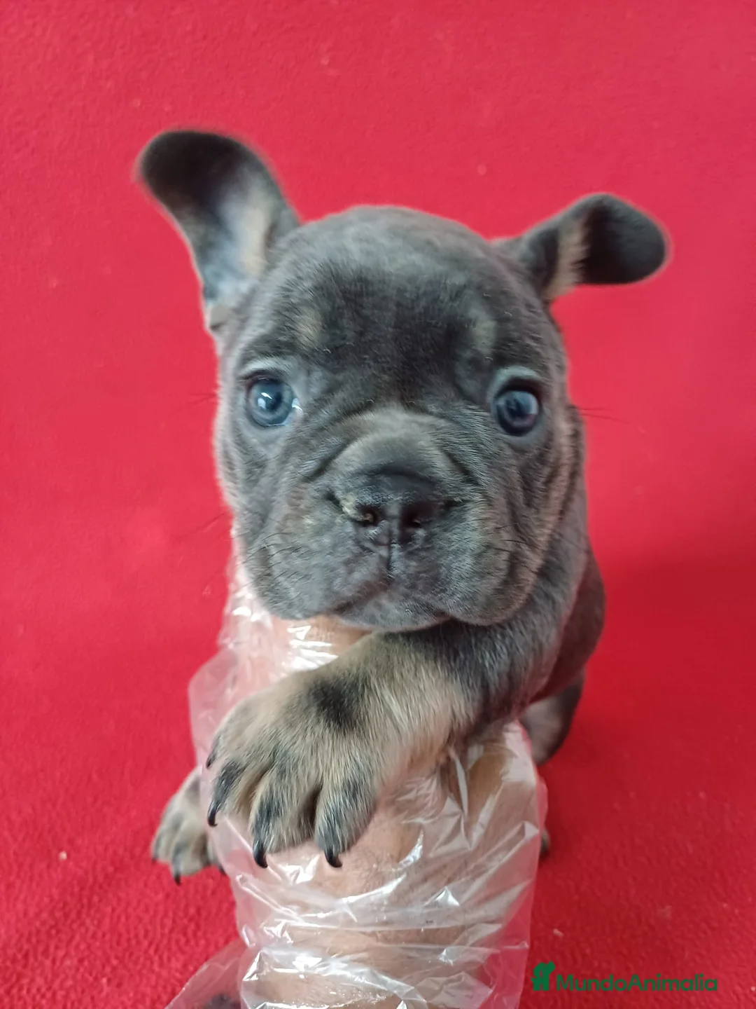 Bulldog Francés perros en venta: Bulldog Francés Blue Tan  - Anuncio 1