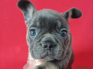 Bulldog Francés perros Bulldog Francés Blue Tan - Anuncio 1