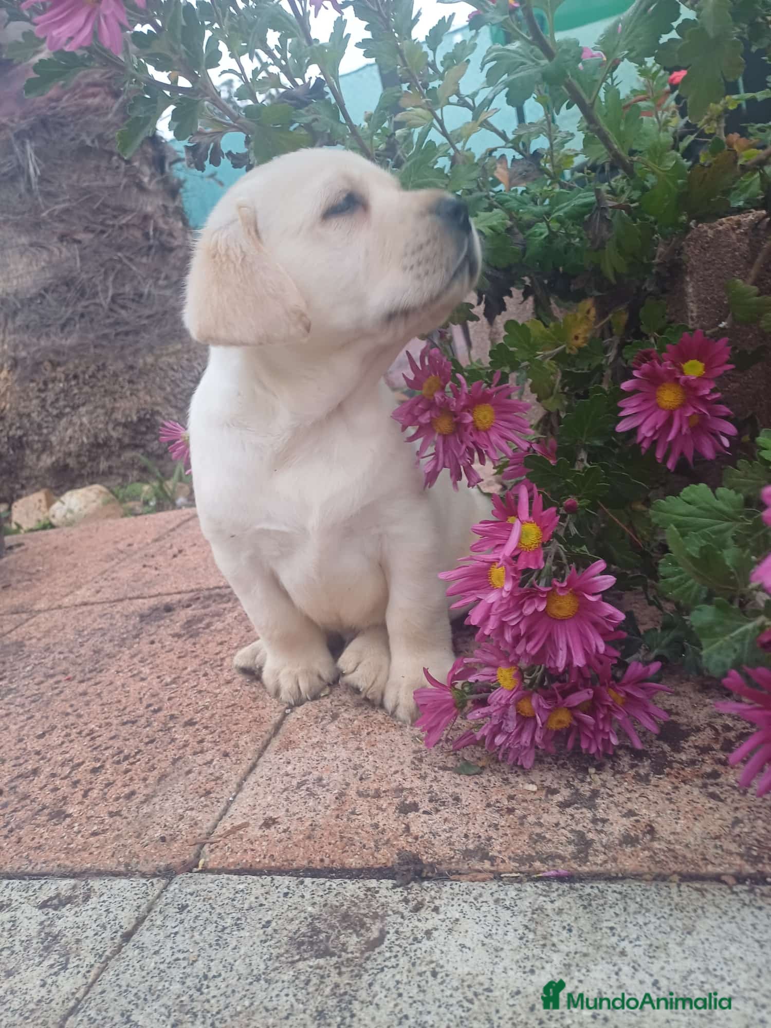 Labrador Retriever perros Labrador retriever dorado  - Anuncio 1