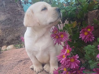 Labrador Retriever perros Labrador retriever dorado - Anuncio 1
