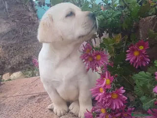 Labrador Retriever perros Labrador retriever dorado - Anuncio 14