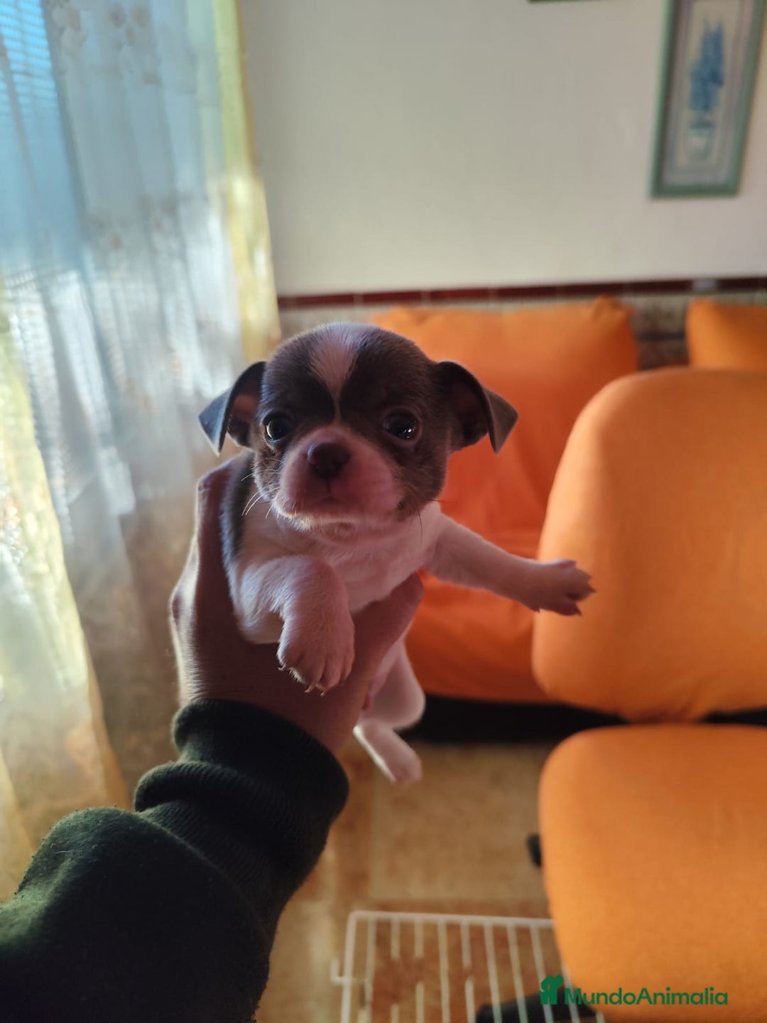 Chihuahua perros en venta: Macho de chihuahua blue  - Anuncio 1