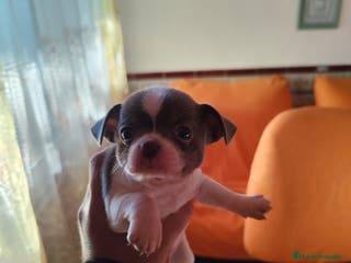 Chihuahua perros Macho de chihuahua blue - Anuncio 1