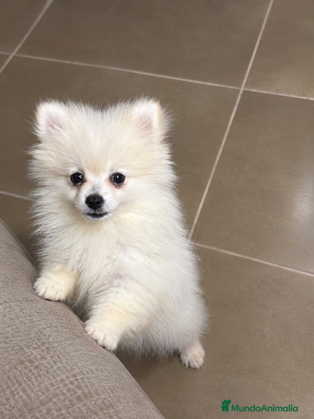 Bichón Maltés perros Hembra pomerania - Anuncio 2