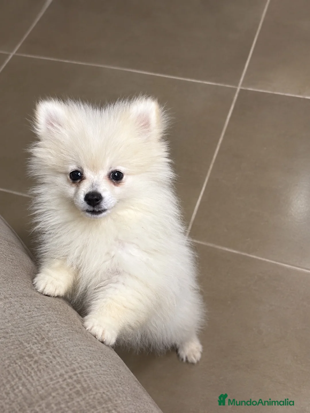 Bichón Maltés perros en venta: Hembra pomerania - Anuncio 1