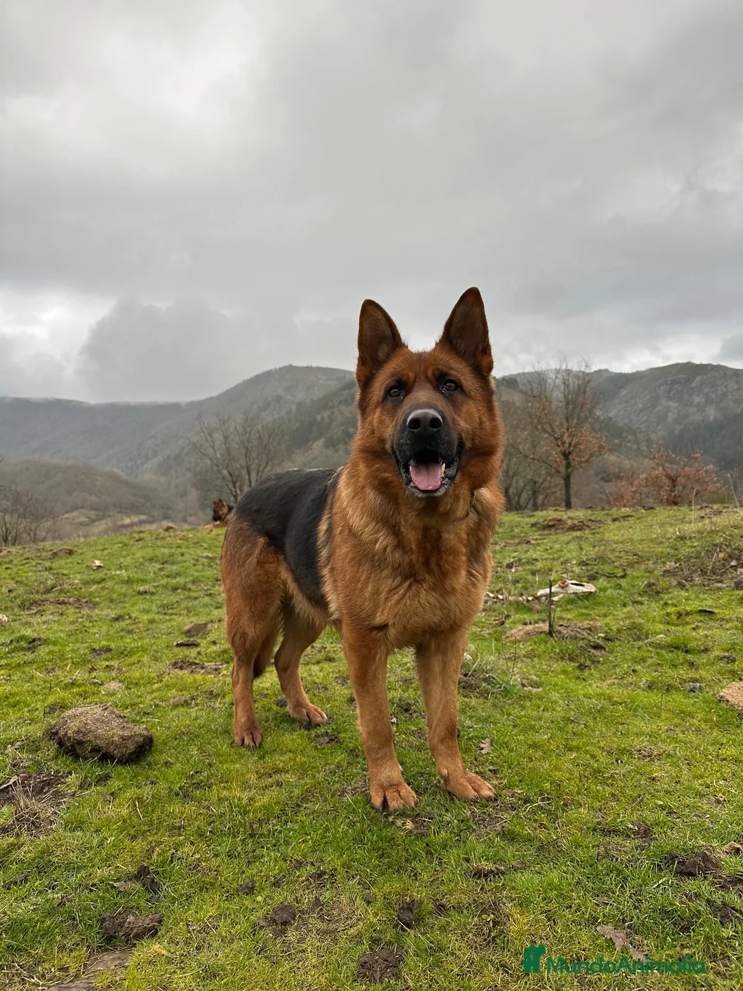 Pastor Alemán perros para monta: Pastores alemanes para monta  - Anuncio 2