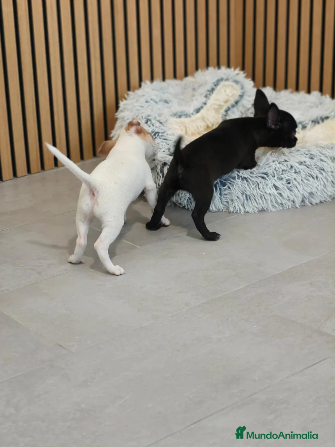 Chihuahua perros en venta: Chihuahua Toy Machitos - Anuncio 17
