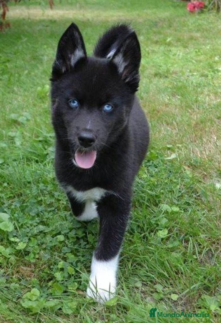 Husky Siberiano perros Husky Jet Black y Agouti EXÓTICOS - Anuncio 2