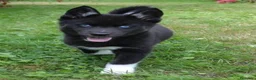 Husky Siberiano perros en venta: Husky Jet Black y Agouti EXÓTICOS - Anuncio 2