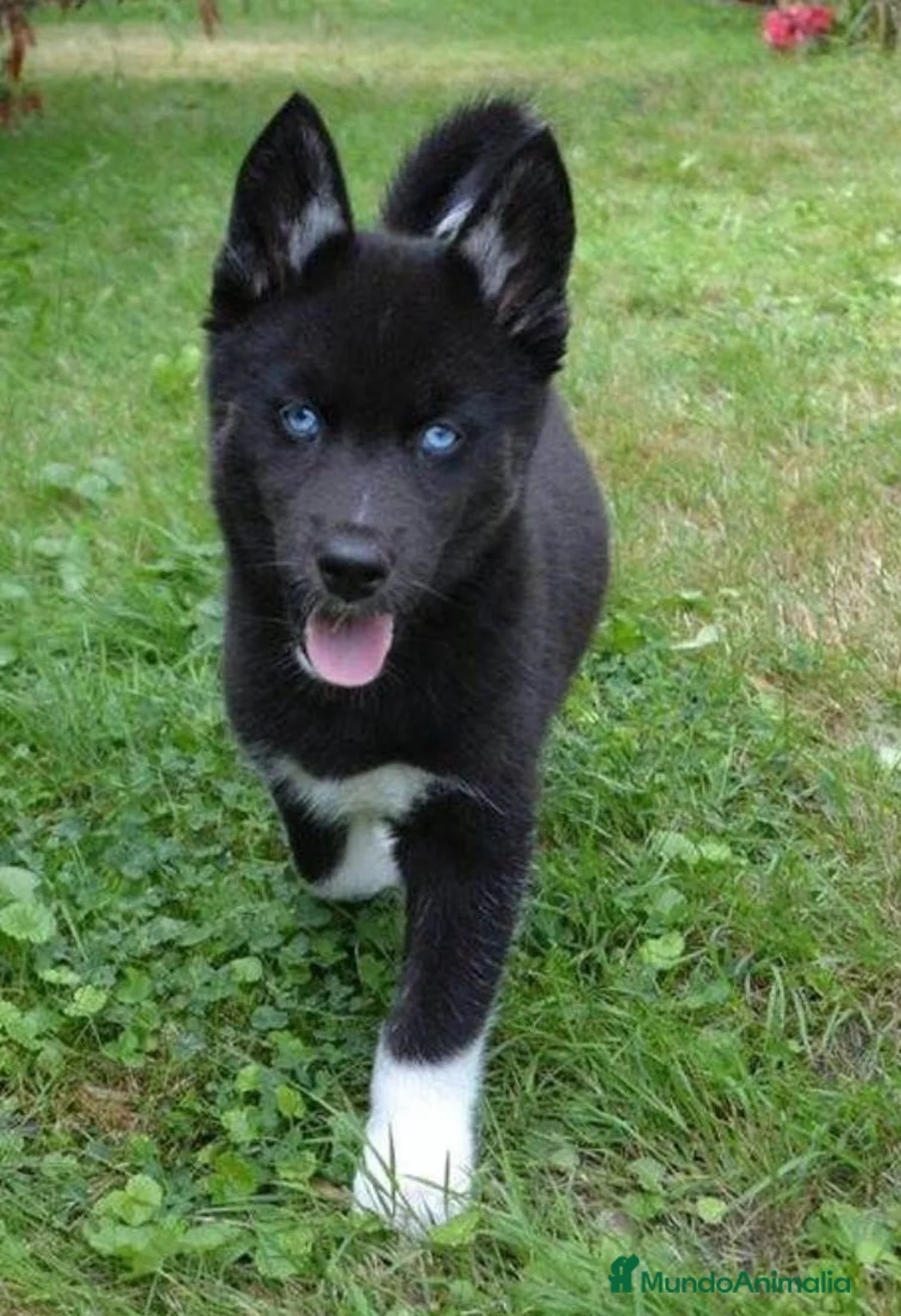 Husky Siberiano perros en venta: Husky Jet Black y Agouti EXÓTICOS - Anuncio 2