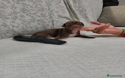 Chihuahua perros en venta: Chocolate macho  - Imagen 2