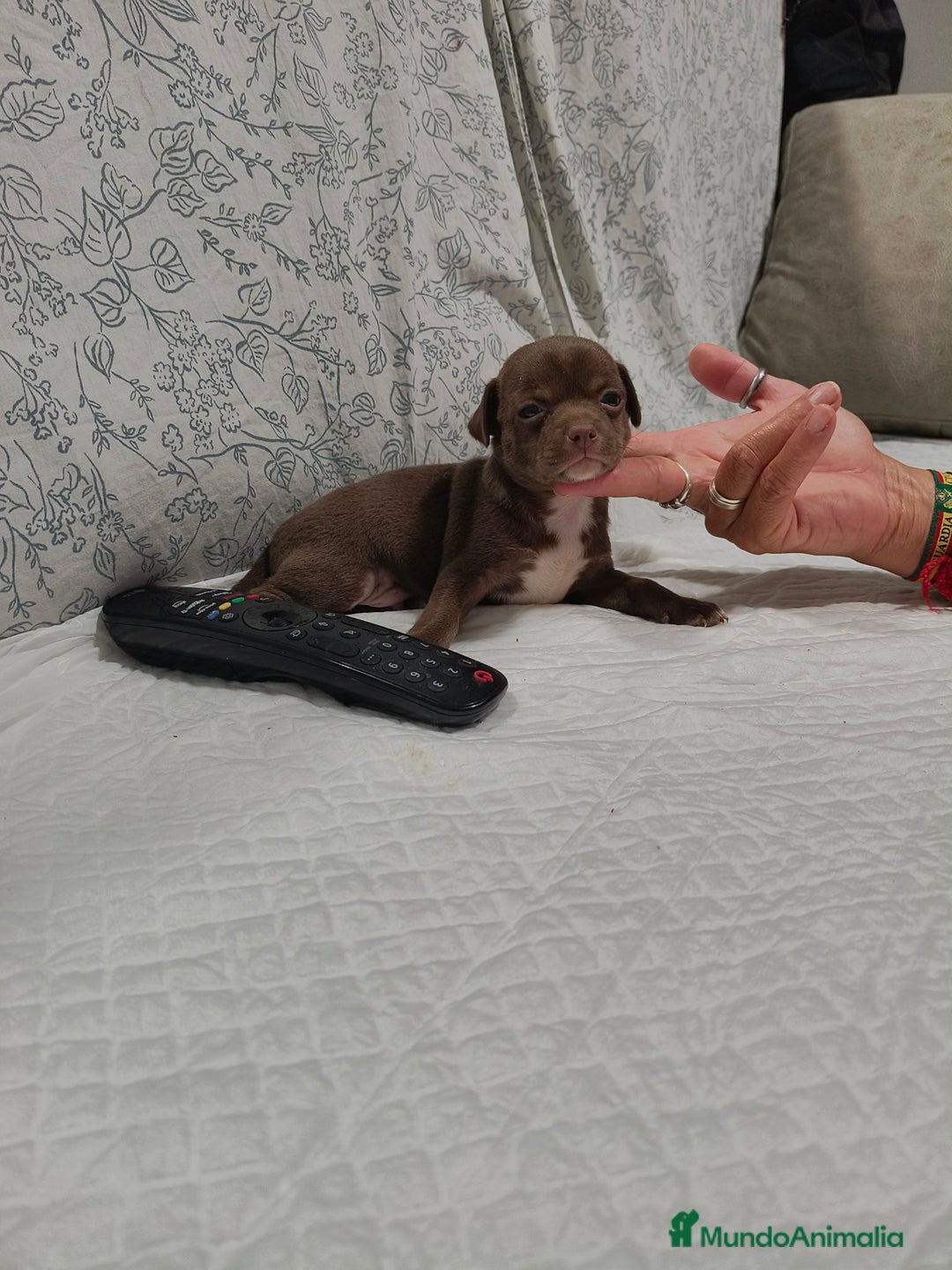 Chihuahua perros en venta: Chocolate macho  - Imagen 2