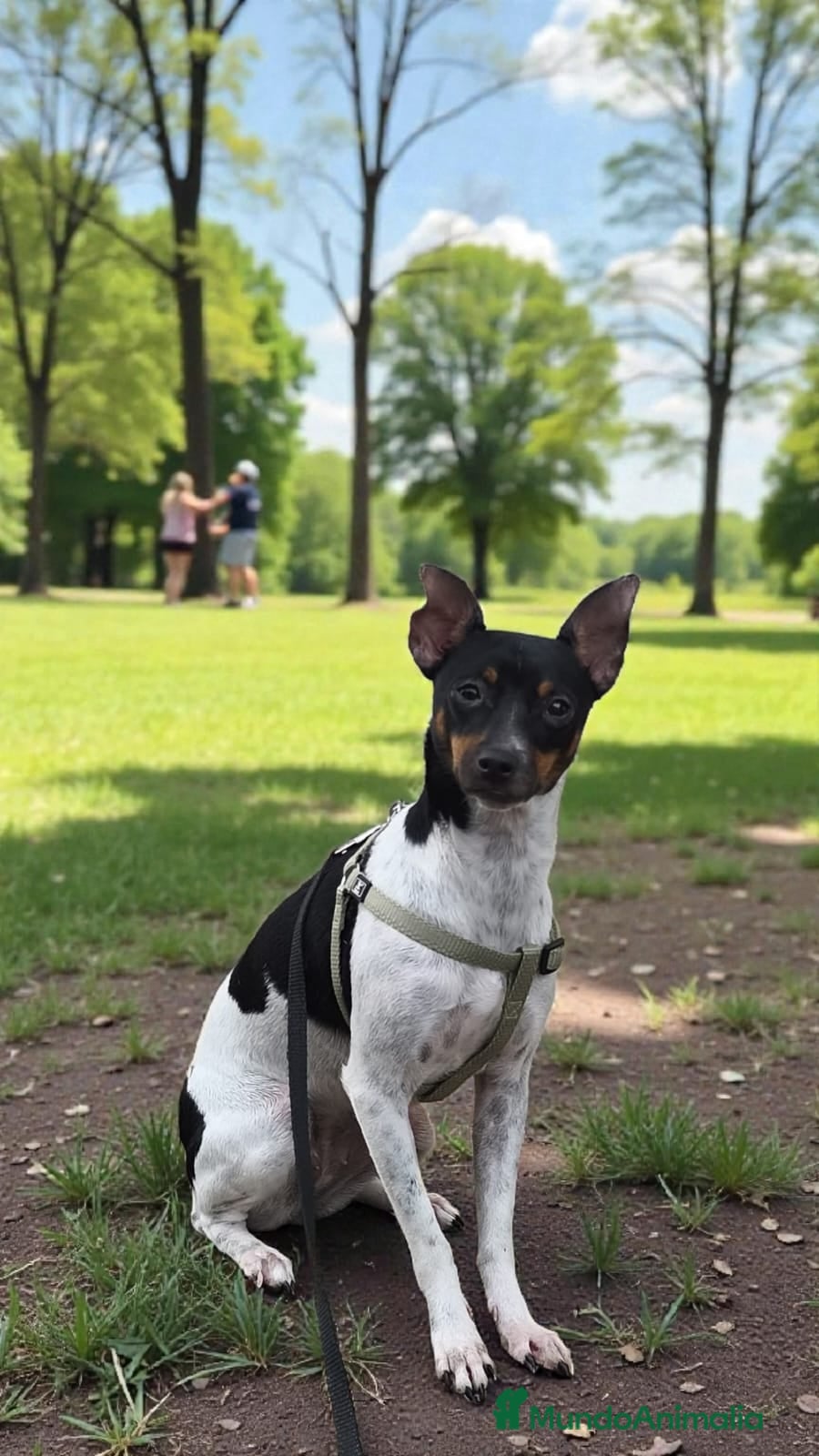 Ratonero Bodeguero Andaluz perros Hembrita Plasencia  - Anuncio 1