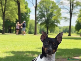 Ratonero Bodeguero Andaluz perros Hembrita Plasencia - Anuncio 7