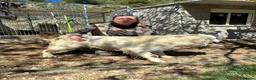 Golden Retriever perros en venta: GOLDEN RETRIEVER ESPECTACULAR CAMADA - Anuncio 17