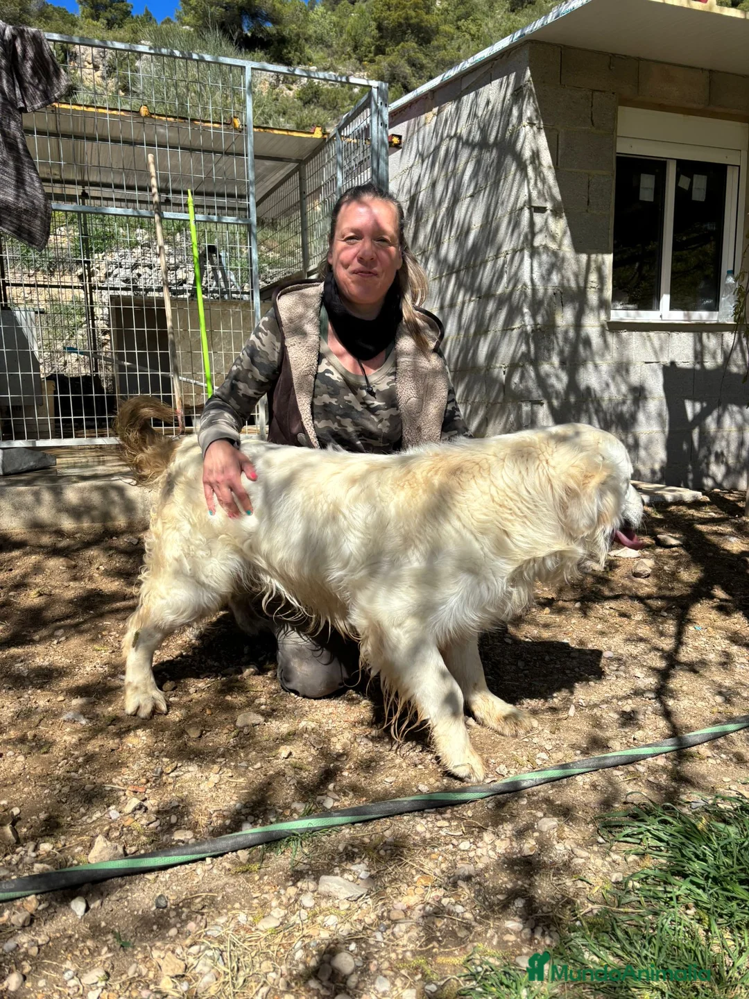 Golden Retriever perros en venta: GOLDEN RETRIEVER ESPECTACULAR CAMADA - Anuncio 17