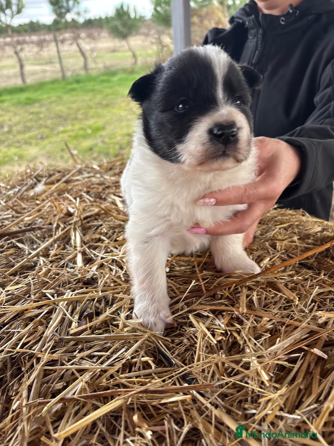 Border Collie perros en venta: Border collie macho  - Anuncio 2
