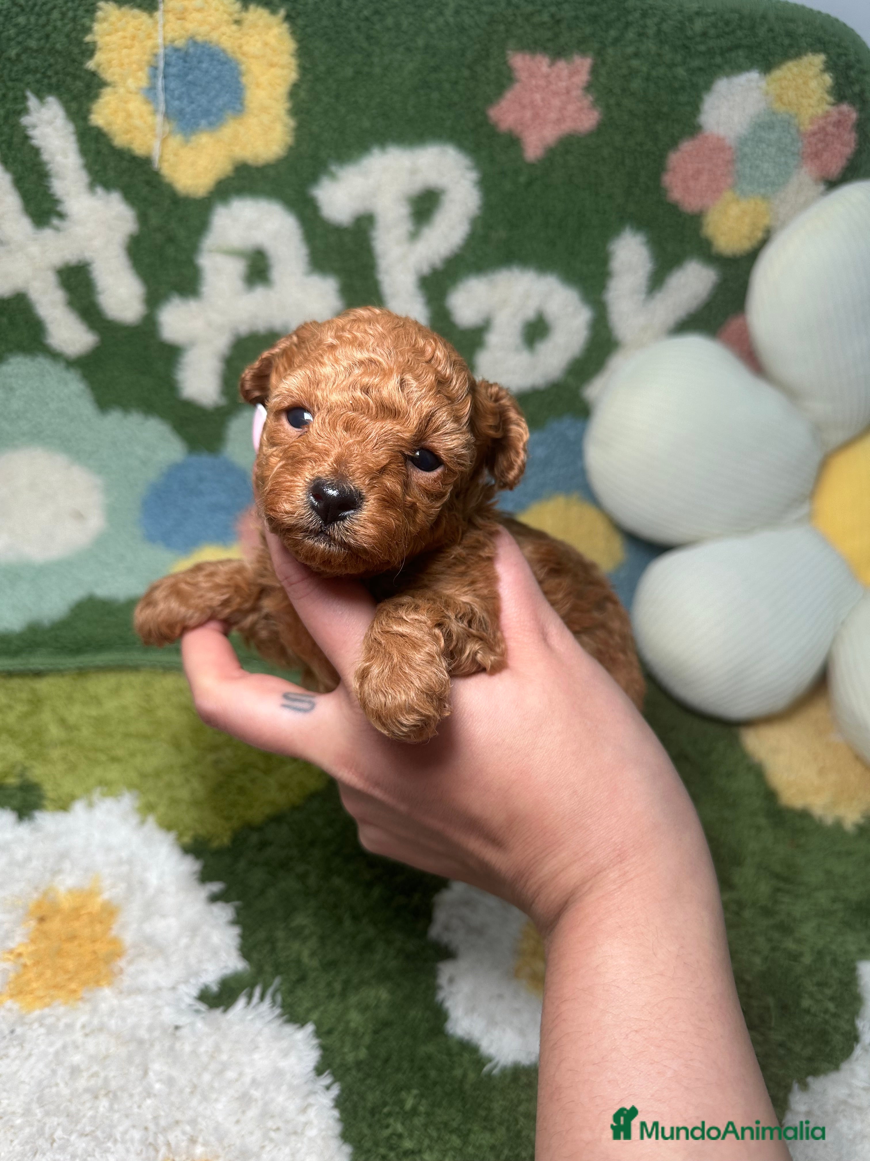 Caniche Toy perros Caniche Teacup - Anuncio 1