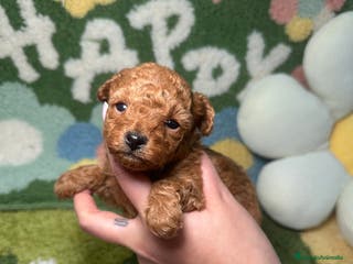 Caniche Toy perros Caniche Teacup - Anuncio 1