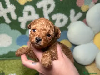 Caniche Toy perros Caniche Teacup - Anuncio 1