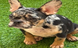 Bulldog Francés perros en venta: Hembra Black an tan Merle  - Imagen 2
