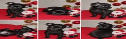 Chihuahua perros en venta: Disponible chihuahua toy 643500576 - Anuncio 5