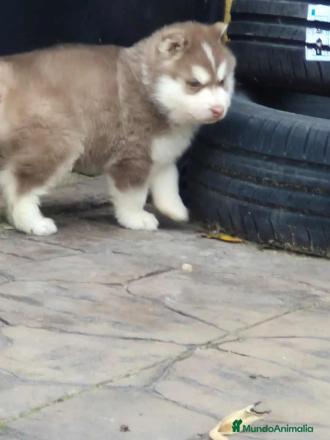 Husky Siberiano perros en venta: Impresionante Husky siberiano - Anuncio 5