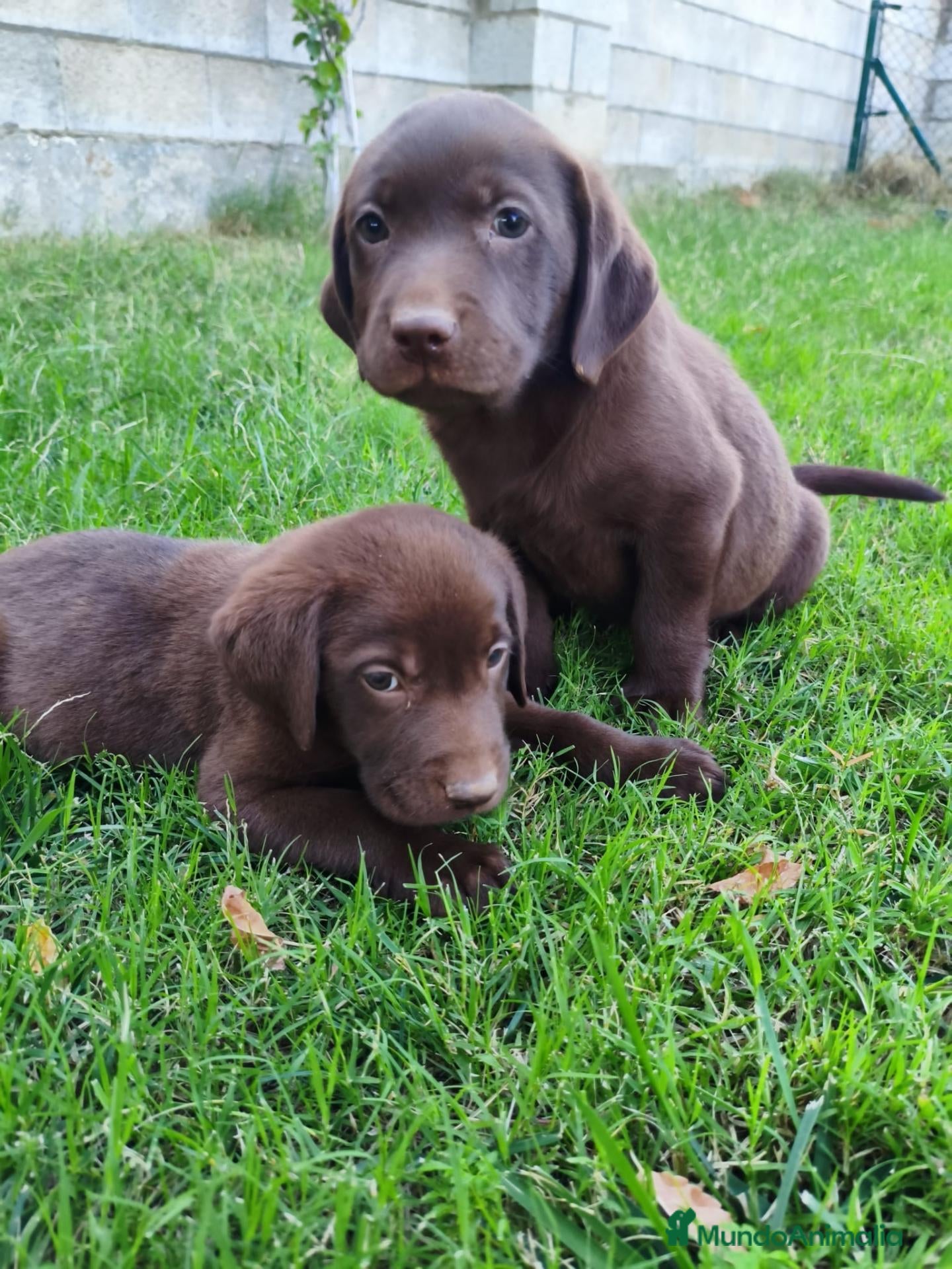 Labrador Retriever perros labrador chocolate  - Anuncio 1