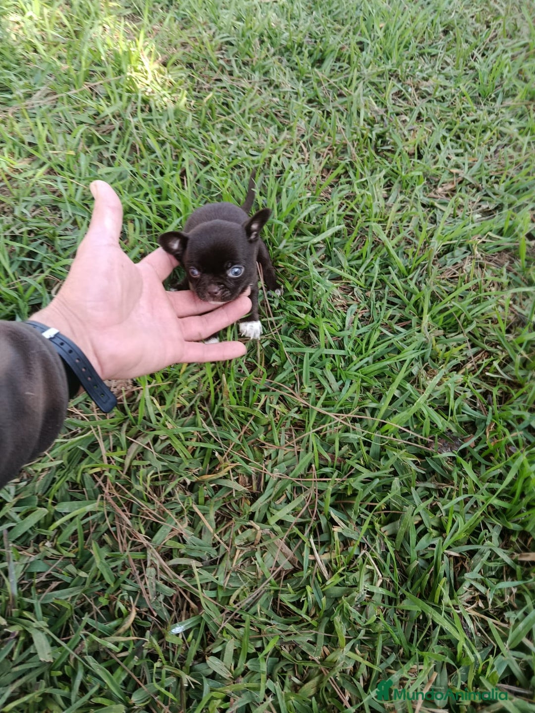 Chihuahua perros en venta: IMPRESIONANTE  CHIHUAHUA   LINEA  TOY - Anuncio 10