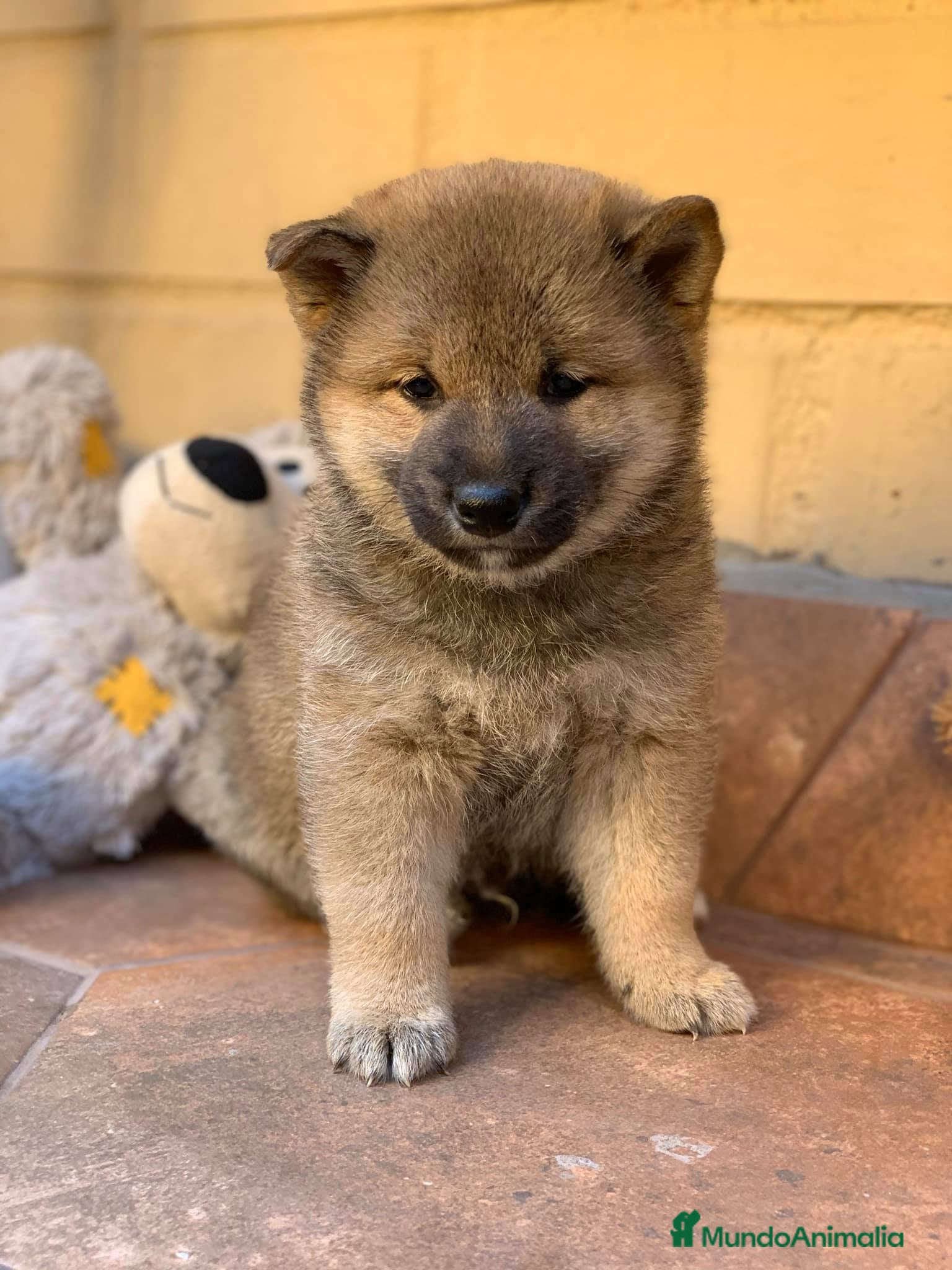 Shiba Inu perros SHIBA INU UNICO - Anuncio 2