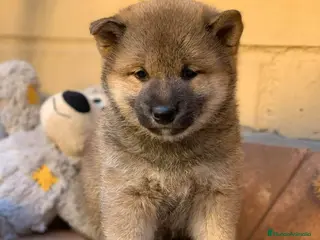 Shiba Inu perros SHIBA INU UNICO - Anuncio 2